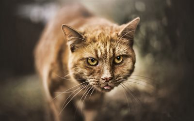 British Shorthair, ginger cat, close-up, animais fofos, bokeh, animais de estima&#231;&#227;o, gatos, o gato dom&#233;stico, Gato British Shorthair