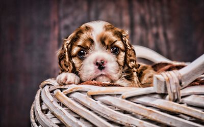 Cavalier King Charles Spaniel, cachorro, mascotas, close-up, peque&#241;o spaniel, simp&#225;ticos animales, perros, HDR, Cavalier King Charles Spaniel Perro