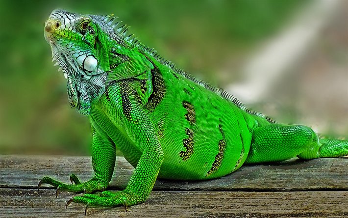 iguana, verde lagarto, iguana verde, a vida selvagem, lagartos