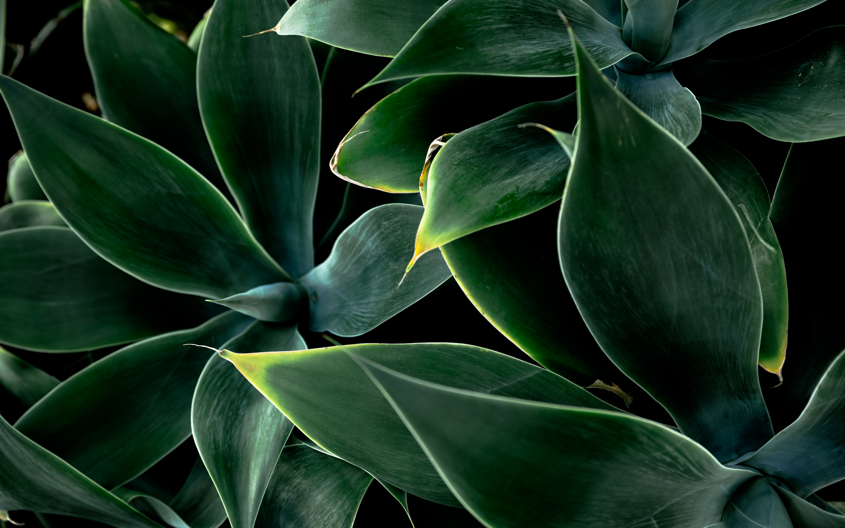 Lataa kuva green leaf rakenne, taustalla vihreät lehdet, eco rakenne,  vihreät lehdet tausta näytön resoluutio 2880x1800. Taustakuvat työpöydälle