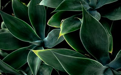 les feuilles vertes de texture, fond avec des feuilles vertes, &#233;co texture, vert, feuilles d&#39;arri&#232;re-plan