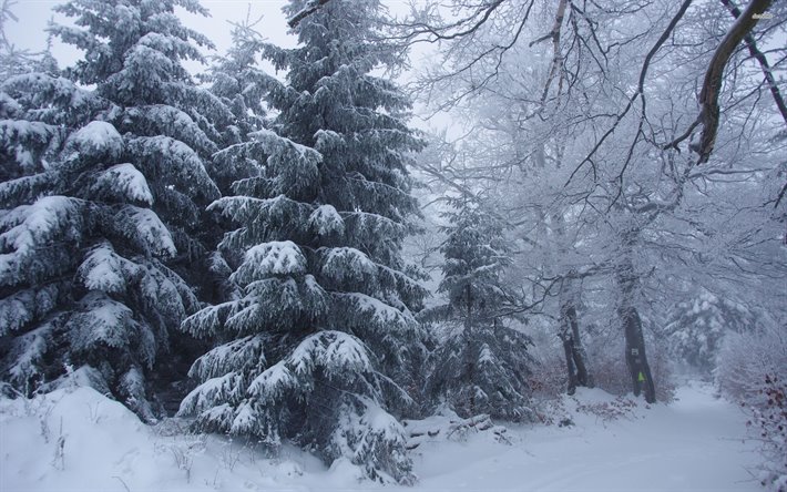 inverno, floresta de neve, neve, &#225;rvores, bela paisagem de inverno
