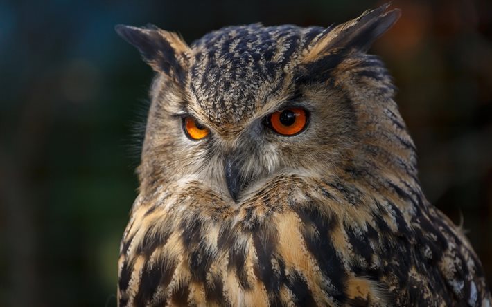 owl, bird, owl eyes, beautiful bird