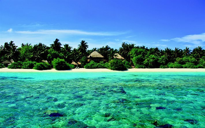 Maldives, plage, bungalows, tropical, &#238;le, mer, palmiers, c&#244;te