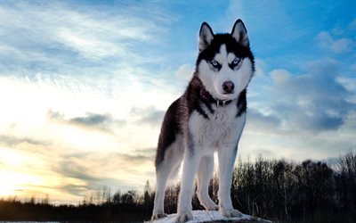 husky, 4k, dogs, winter, cute animals