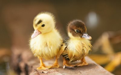 little ducks, birds, ducklings, cute animals