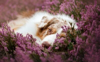 Australian Shepherd, purple wildflowers, beautiful white dog, fluffy Aussie, cute animals, dogs