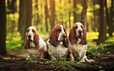 Basset Hounds, forest, cute animals, family, pets, dogs, Basset Hounds Dog
