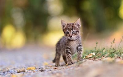 little gray kitten, american shorthair cat, pets, cute little animals, kittens, cats