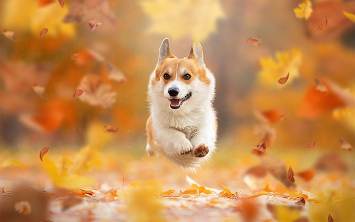 Flying Corgi, autumn, pets, Welsh Corgi, dogs, bokeh, Corgi, cute dog, Welsh Corgi Dog, Pembroke Welsh Corgi