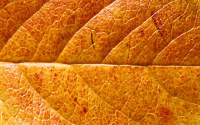 arancione texture delle foglie, macro, foglie di autunno, foglie di grana, arancio, foglia, modello di foglia, foglie, texture, foglie di arancio