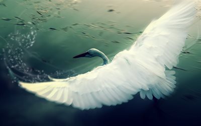 white swan, water, flying, swans