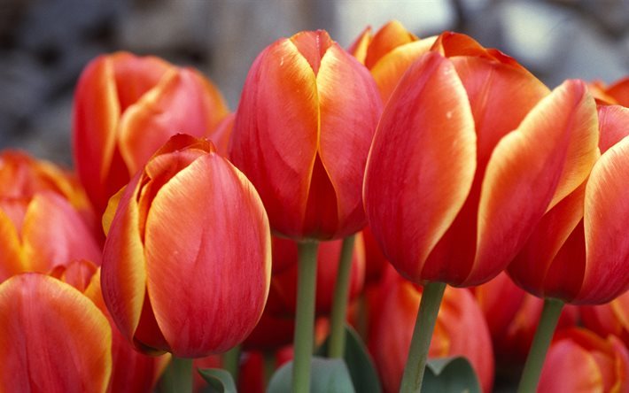 rouge tulipes, bouquet, 5K, close-up, les tulipes