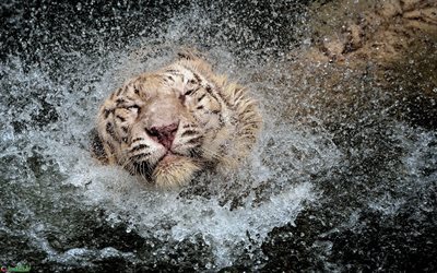white tiger, fall into the water, wildlife, predator, Tigers
