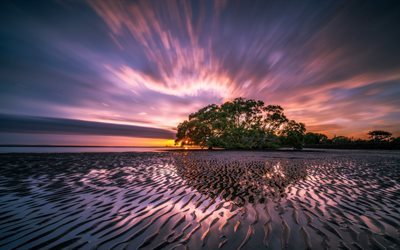 Nudgee Spiaggia, 5K, costa, alba, albero, mare, Queensland, Australia