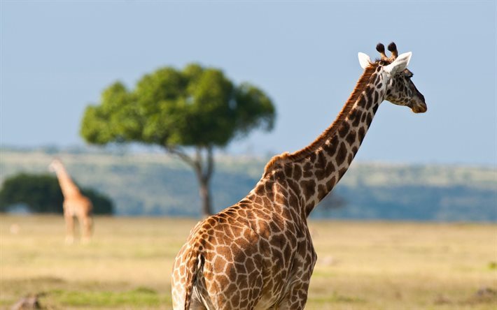 giraffe, Africa, wildlife