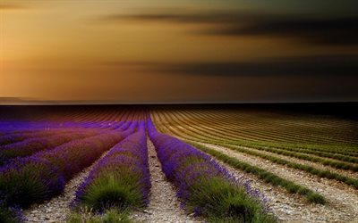 Provence, la lavande, champ, coucher de soleil