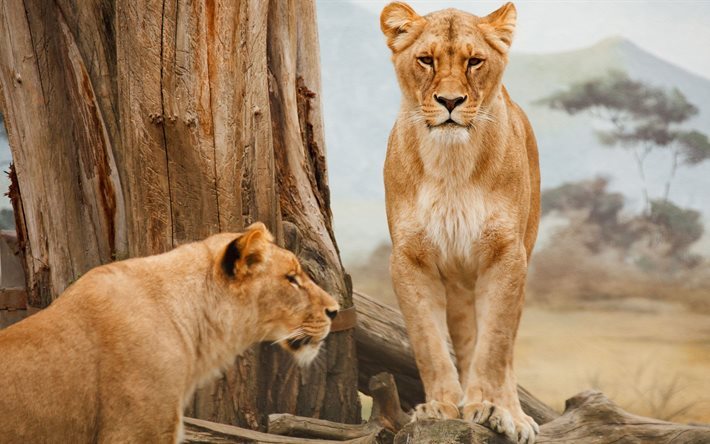 lions, wildlife, Afrikka, naarasleijona, predator