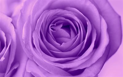 Download wallpapers purple rose, rose bud, purple flowers ...