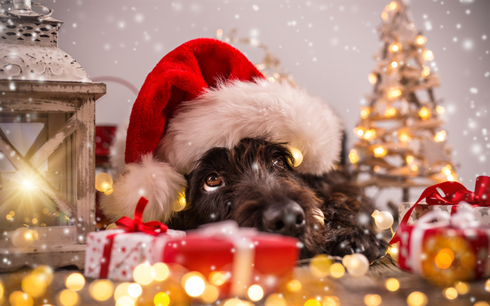 weihnachten, niedlich, hund, haustiere, dekoration, santa claus, merry christmas