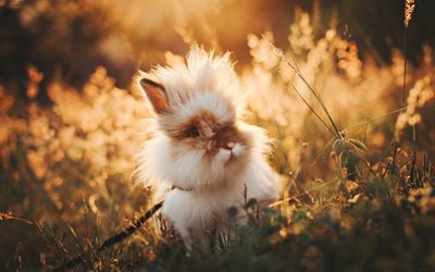 coelho peludo, animal bonito, campo, p&#244;r do sol, coelhos