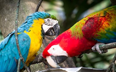 parrots, blue-yellow macaw, green-winged macaw, beautiful birds