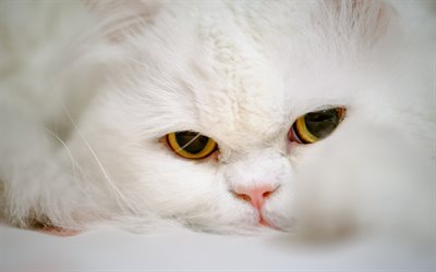 persian cat, muzzle, pets, white cat, cute animals, cats, white persian cats