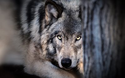 wolf, wildlife, forest, predator, dangerous animals