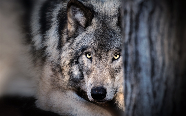 le loup, la faune, la for&#234;t, les pr&#233;dateurs, les animaux dangereux
