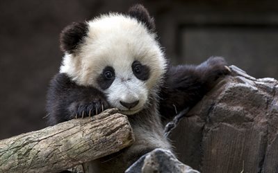 panda, cute animals, bears, funny animals, pandas, cute panda