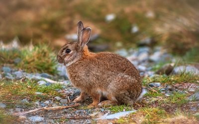 hare, forest, field, wildlife, stones, cute animals, brown hare