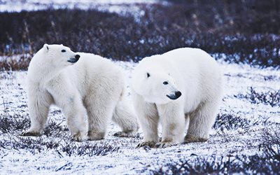 polar bears, wildlife, winter, white bears, Ursus maritimus
