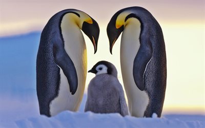 penguins, family, wildlife, chick, penguin, winter, cub