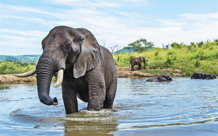 simning elefanter, vilda djur, sj&#246;n, elefanter, Afrika, Elephantidae