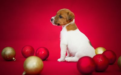 Jack Russell Terrier, New Year, Christmas, little puppy, cute animals, red Christmas balls, dogs