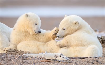 los osos polares, simp&#225;ticos animales, osos de peluche, Polo Norte, animales salvajes, fauna silvestre, el oso