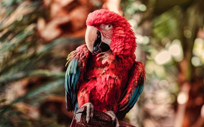 Scarlet macaw, 4k, bokeh, papegojor, vilda djur, red parrot, Ara macao, Nu