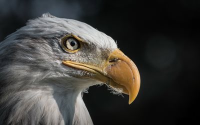 Kel kartal, yırtıcı kuş, kartal, Kuzey Amerika