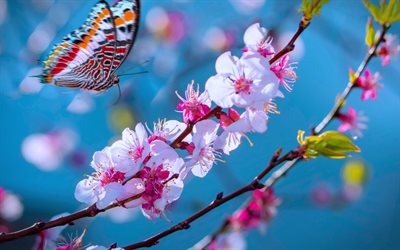 fiore di sakura, primavera, cielo blu, farfalla, sakura, fiori bellissimi, bokeh
