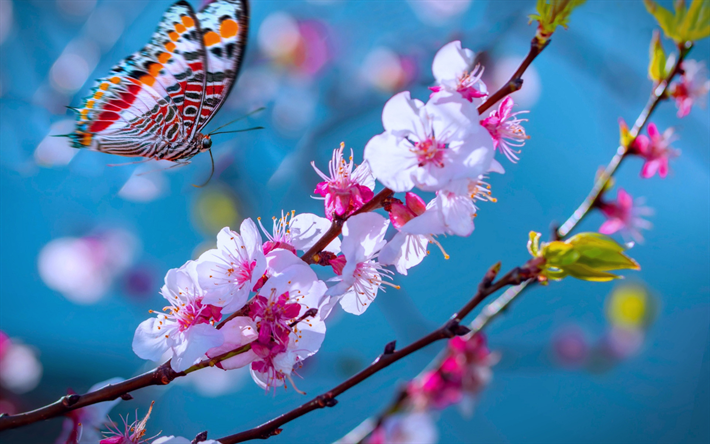 fleur de sakura, printemps, ciel bleu, papillon, sakura, belles fleurs, bokeh