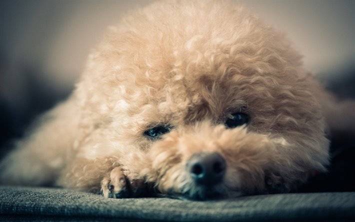 fluffy dog, cute animals, puppy, curly puppy