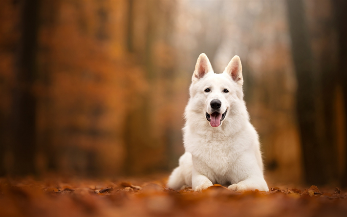 Berger blanc Suisse, automne, blanc, chien, animaux de compagnie