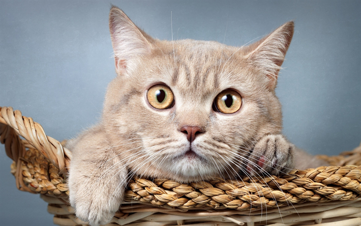 British Shorthair cat, domestic cats, beige fluffy cat, cute animals