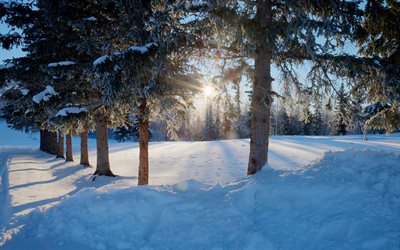 vinter, skogen, sn&#246;, morgon, soluppg&#229;ng, solen, frost