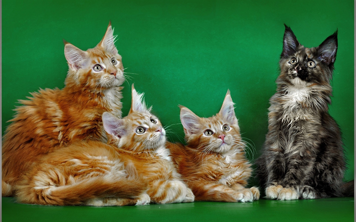 maine coon, gatos dom&#233;sticos, cuarteto, gato rojo, gato negro, American razas de gatos