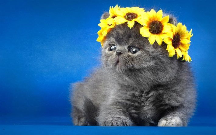 Persian cat, small gray kitten, cute animals, pets, long-haired cat