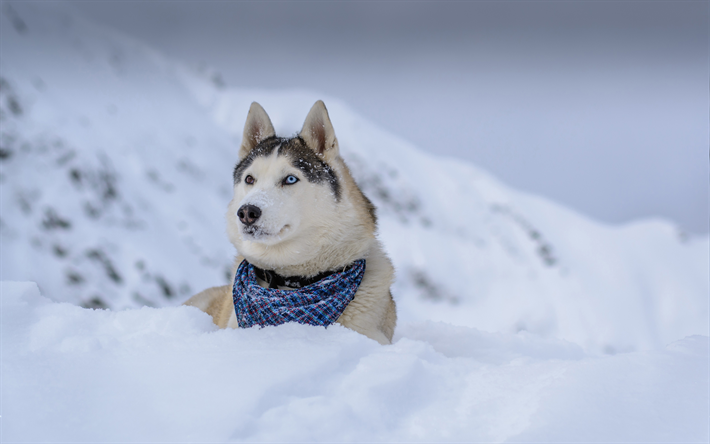 Siberian husky, 4k, inverno, cani, carino husky, cumulo di neve, animali domestici, Husky
