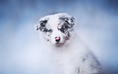 Small Aussie, puppy with blue eyes, Australian Shepherd, bokeh, aussie puppy, pets, cani, aussie, cute animals, Australian Shepherd Dog, Cane Aussie