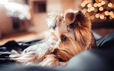 ヨークシャー-テリア, 美しい小さな犬, ペット, yorkie, かわいい動物たち, 犬