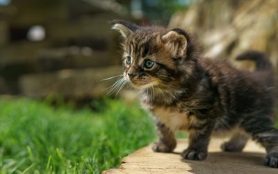 little cute kitten, Maine Coon, cute animals, cats, pets, kittens, fluffy little cat